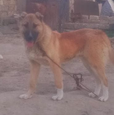 ev heyvanları: Qurdbasar, Erkek, Peyvəndli — 5