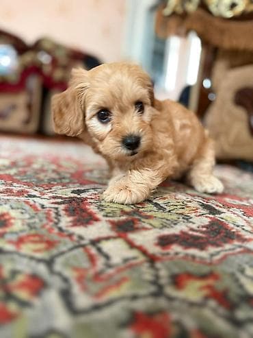 İtlər: Pudel, 2 ay, Dişi, Peyvəndli, Ünvandan götürmə — 3