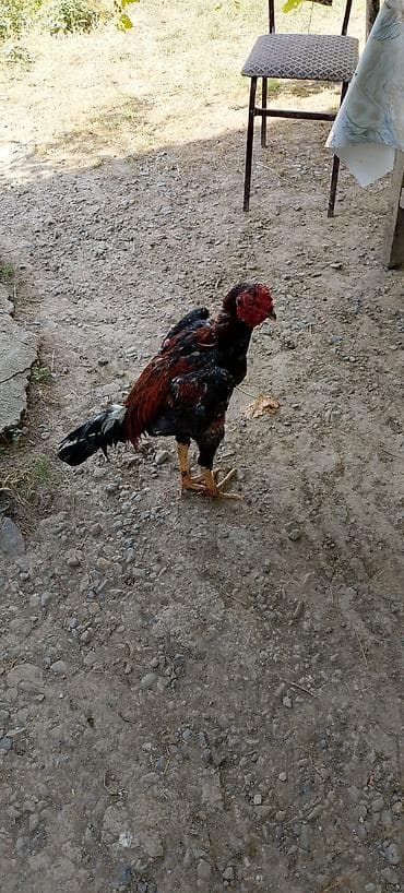 Salam aleykum təmiz qan hevan isdiyən buyurusun cinisi türk dü təmiz