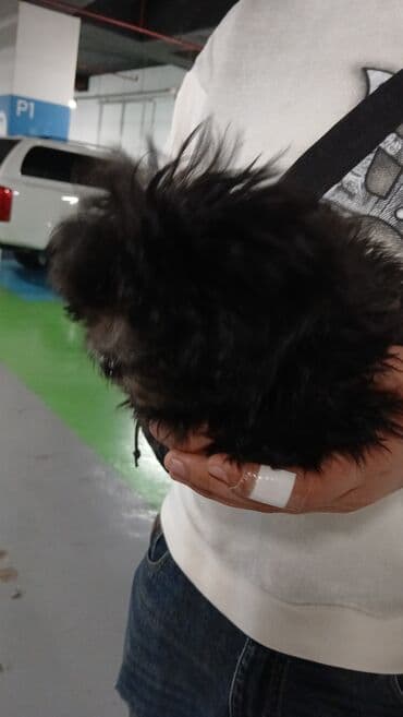 balalı ineylər: Pudel, 1 ay, Erkek — 3