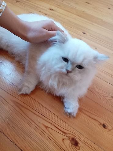 bala pişik ucuz: Pişik üçün aksesuarlar dəsti – Daşıma çantası/transportyor: Sərt — 6