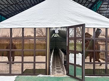 ad gunu bezekleri: İcarəyə mərasim çadırı və inventar komplekti - Ağ rəngli, tam örtülü — 3