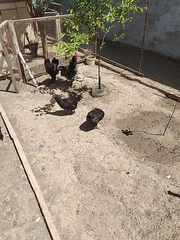 lal ördek satışı: Toyuq, Damazlıq — 8