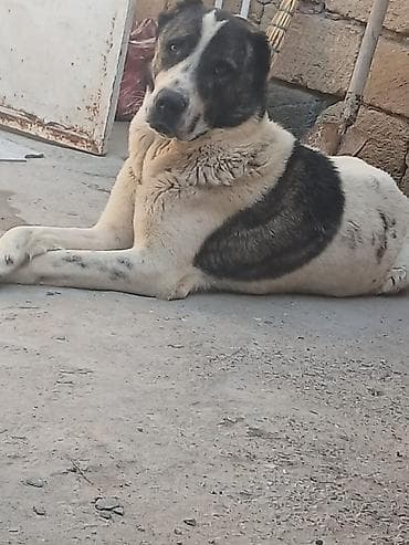 Alabay, 7 ay, Peyvəndli
