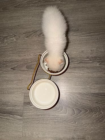 pişik eşyaları: Britan — 5