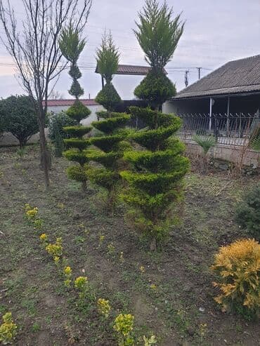 ət otu bitkisi: Hedc üçün həmişəyaşıl dekorativ kollar boyu 100 və cm120 3azn — 10