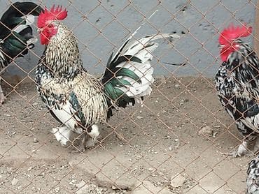 dəvəquşu haqqında məlumat: Toyuq, Damazlıq — 3