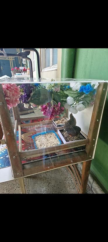 ÇIN BILDIRCINI YUVA ILE BIRGE SATILIR. UNVAN QARACUXUR 100 MANAT