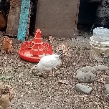 cuce sekli: Toyuq, Damazlıq — 5