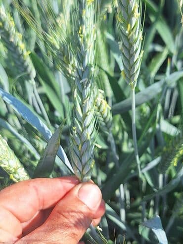 lezgi coreyi: Məhsul: Buğda (taxıl) Təsvir: - Geniş sahədə yetişdirilmiş, vahid və — 5