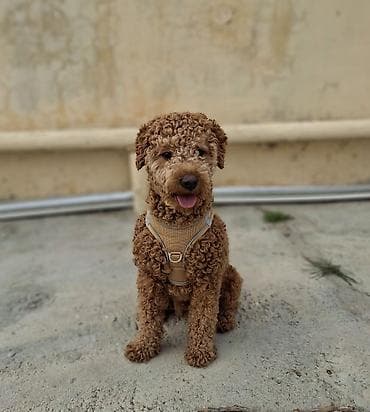 zvanok itləri: 1 il, Erkek, Sənədli — 2