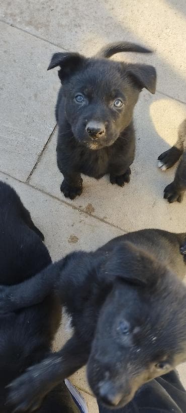 bala it sekilleri: Qara rəngli balaca it balaları - Cins: qarışıq tip (qara, qısa/orta — 6