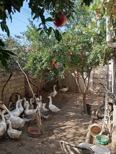 yevlax iş: Satılır. Təcili deyil. Diqqətlə oxuyun zəhmət olmasa.Ev kanal — 42