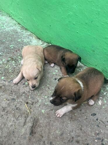 Zvanok küçüklər satılırBalaca it balaları – qarışıq rənglərdə -