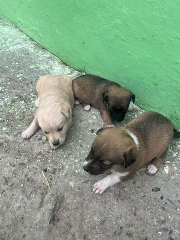 tuklu itlerin qiymeti: Zvanok küçüklər satılırBalaca it balaları – qarışıq rənglərdə - — 1