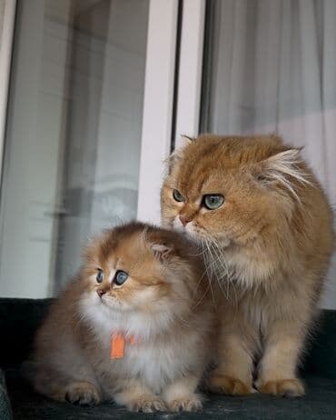 pi̇şi̇k: Britan, Erkək, Cütləşmə üçün — 2