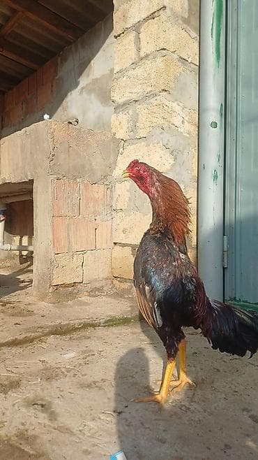 heyratı balası: Saglam və təmiz qan 9 aylıq heyvandır satmaq səbəbim vacib pul — 2