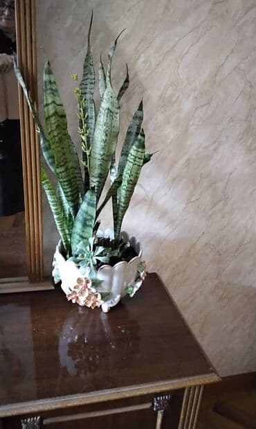 gil qab: Böyük sansivieriya. qabı özündən gözəl. özü qabından gözəl. gözəl — 5