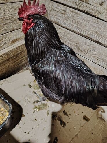 həştərxan xoruzu: Barter ederem heyratı xoruzu ilə Satılırda qiymət 40man — 1