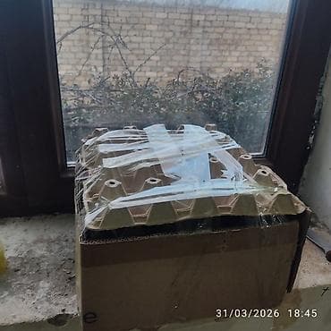 qurbanliq quzu: Ana bala qoyun cavandi balada disidi tam sağlam heyvandir ünvan — 5