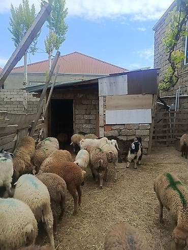 cins heyvanlar: Kök erkəy quzular Qurbanlığa yarayır — 2