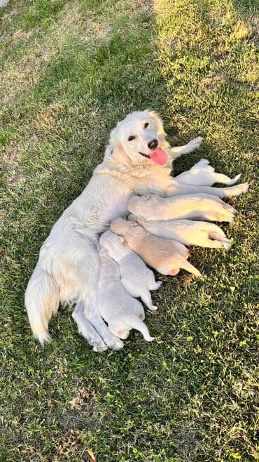 golden retriever qiyməti: Retriever, 1 ay, Erkek, Ünvandan götürmə — 6