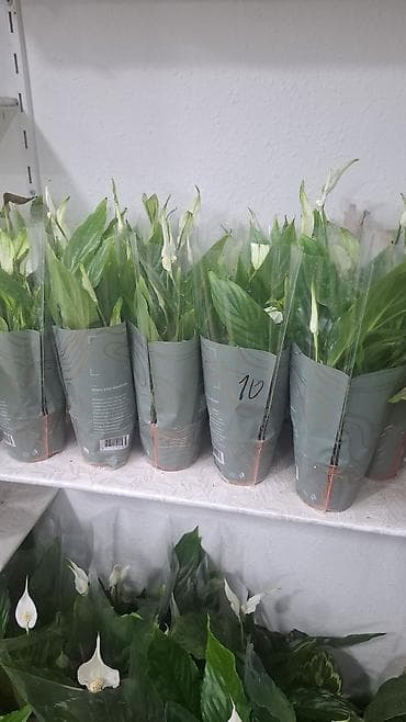 etotu bitkisi: Qapalı məkan üçün saksı bitkiləri kolleksiyası - Dieffenbachia — 3