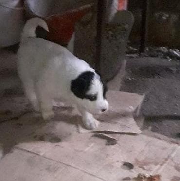 Alabay, 1 ay, Erkek, Ünvandan götürmə