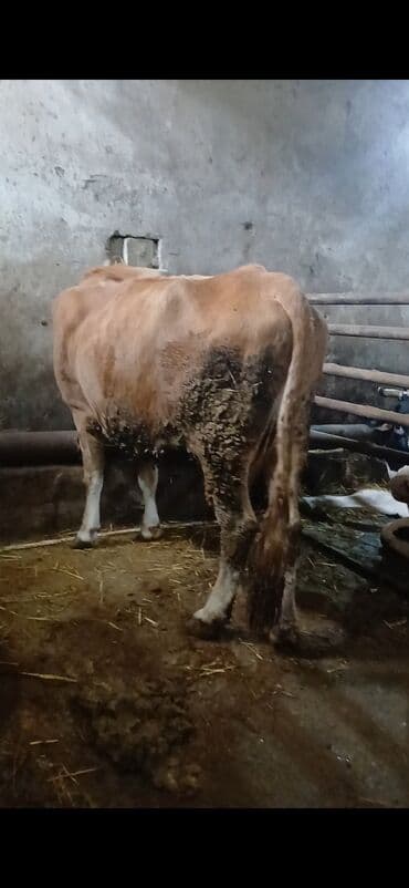 Kənd təsərrüfatı quşları: Qardasdar 11.50 den Keskiye verilir kim isdese yazsn Təsvir: - Rəng — 1