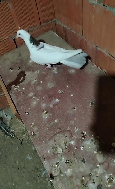 dekarativ quslar: Tecili 2 dene tutulma qirmizi boynu gulu erkeyler cixdi satisa quslara — 1