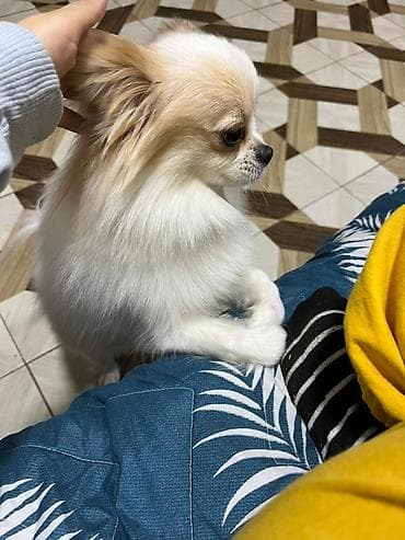 avcarka satisi: Şpitz, 1 il — 1