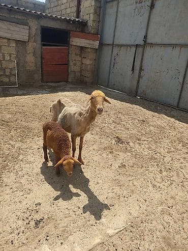 alabay bala: Anaba qoyun ballasi erkeydi cavan qoyundu anasi — 8