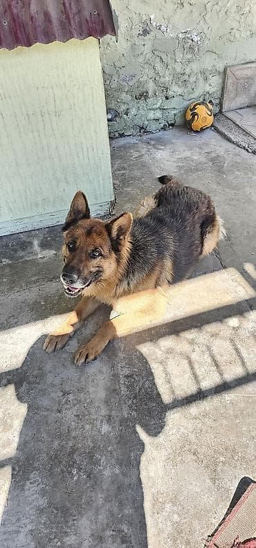 dagistan coban iti: Alman çoban iti — 5