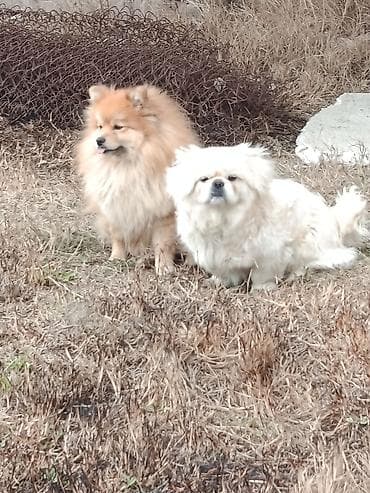 Akvariumlar: Şpitz — 2