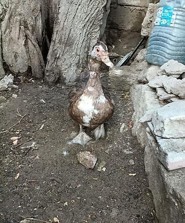 Heyvanlar: Dişi, | Lal ördək, Yumurtalıq, Ünvandan götürmə, Ödənişli çatdırılma — 3