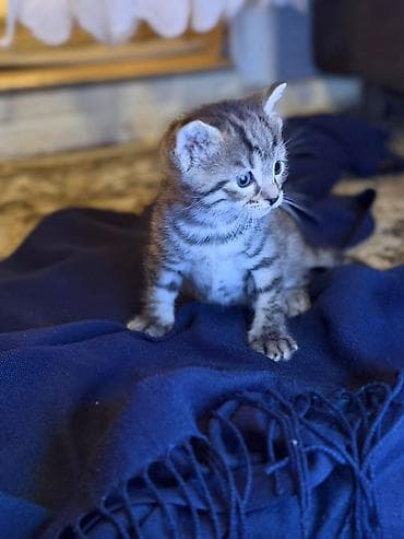 barter heyvanlar: Tabbi — 7