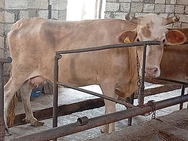 inek: Ətlik Maldı Real alıcılar narahat etsin — 1
