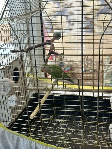 лежанка для кошек: Məhsul: Sevgi tutuquşu (Agapornis) və qəfəs dəsti Təsvir: - Rəng — 2