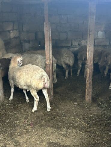 heyvan bazari inekler: Qoyun sürüsü satılır - Növ: yerli cins qaragül/qarışıq ət–yun — 3