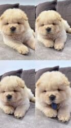 купить щенка чау чау: Чау-чау — 2