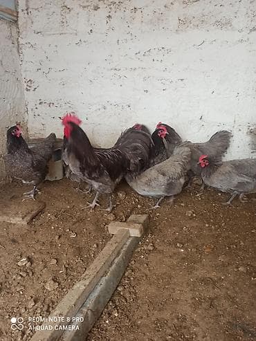 Xoruz, il: 1, Ödənişli çatdırılma