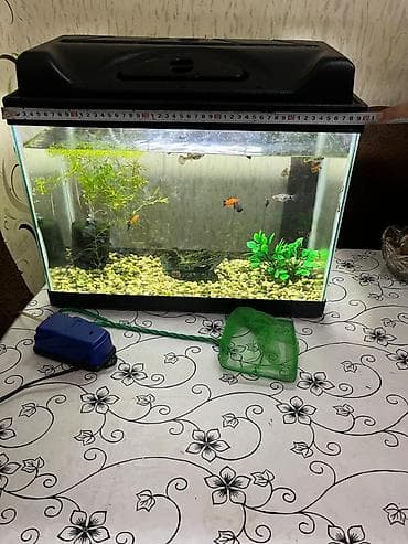 akva: Salam. Zavod istehsali akvarium satilir.Sekilde gorduyunuz kimi qapagi — 8