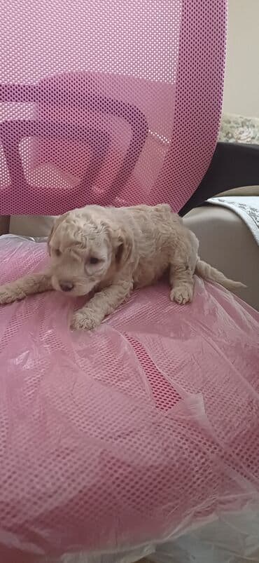 tap az ev itleri: Pudel, Dişi, Peyvəndli, Ödənişli çatdırılma — 5