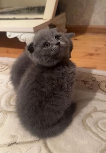 Akvariumlar: Britan yastı qulaq — 3