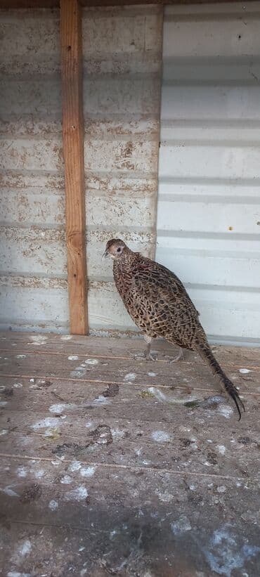 bakida cins ineklerin satisi: Məhsul: Qırqovul (dişi) Təsvir: - Növ: Qırqovul, qəhvəyi ləkəli — 2