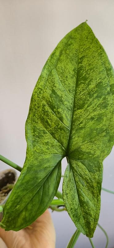 diffenbaxiya bitkisi: Syngonium mottled. Tez böyüyen, rahat bitki — 3