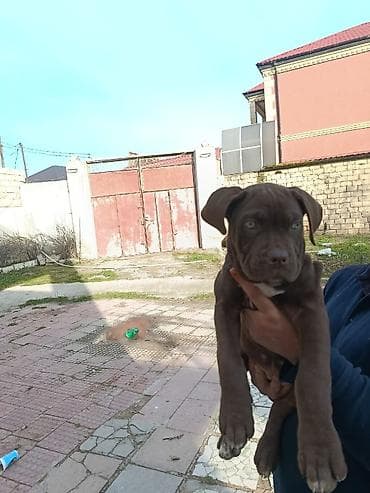 pişik bala: Məhsul: Saf qanlı it balaları (şokolad rəngli və qara) Təsvir: - — 2