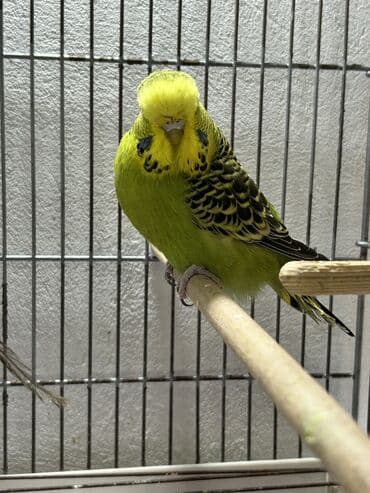 Quşlar: Təmiz qan ayağı üzüqlü qəydiyatlı çexler altı balalı cütler altı — 13