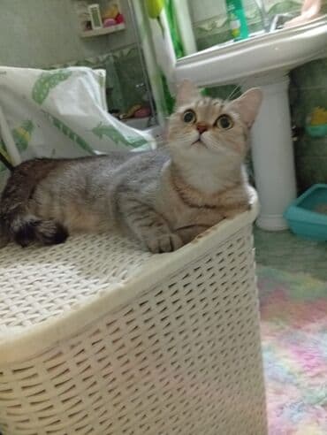 Tabbi, Dişi — 2