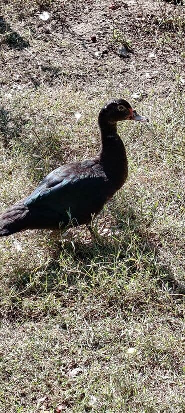 HƏR Növ lal ördək sortu satılır. Lal ördək yaxşı çəkili olur. 35 — 7